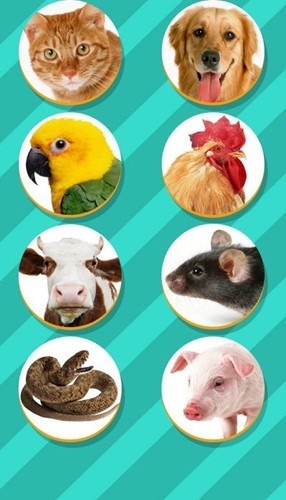 pettranslator宠物对话翻译截图