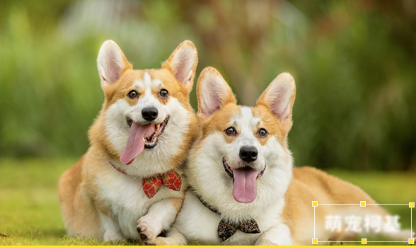 蜜蜂剪辑绿色版截图