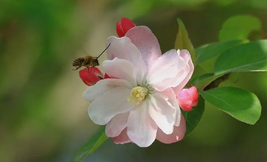 海棠小说网站教程链接微博登录教程在哪