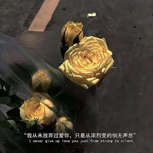 我从未放弃过爱你只是从浓烈变得悄无声息图片