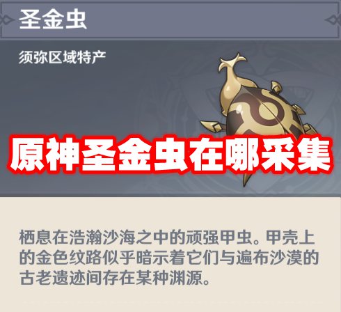 原神圣金虫在哪采集
