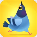 疯狂的鸽子pigeonpop