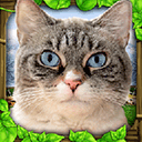 流浪猫模拟器v1.0.4